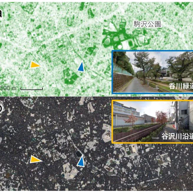 Development and evaluation of an open dataset for vegetation cover fraction in each town block across Japan using Google Earth Engine
