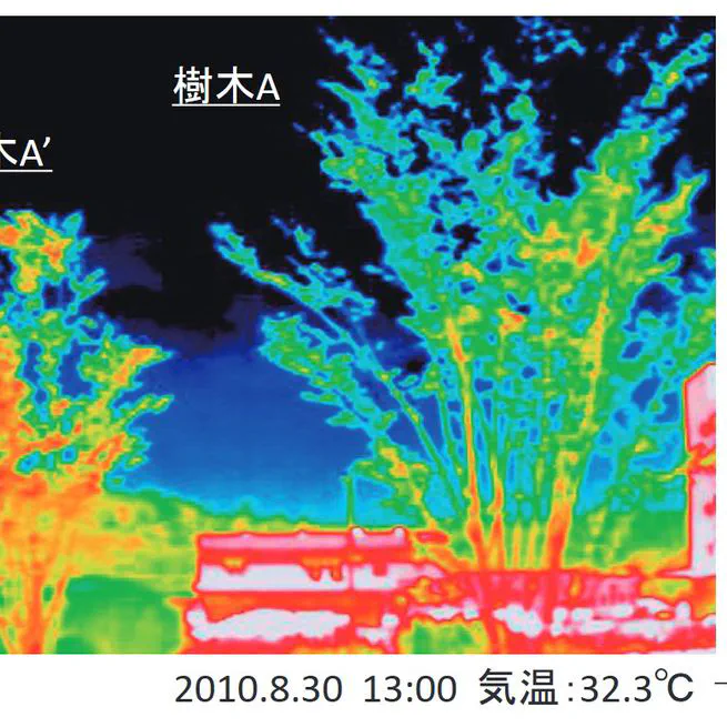 Convective heat transfer coefficient of crown of Zelkova serrata